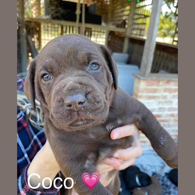 Photo of Coco