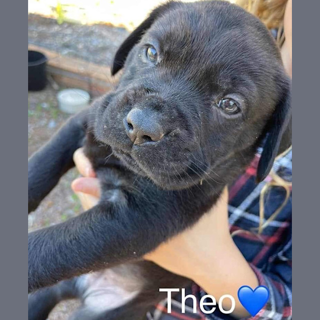 Photo of Theo