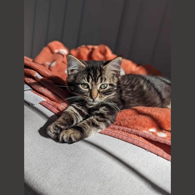 Photo of Skrillex