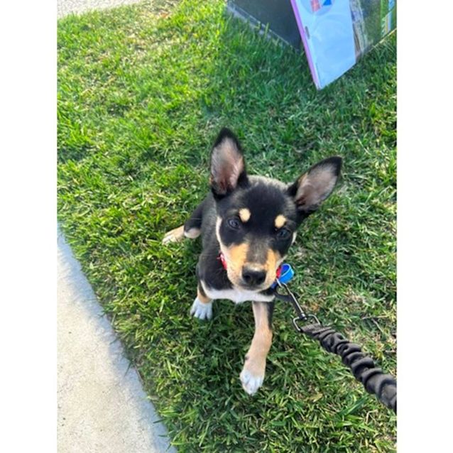 Photo of Roxy