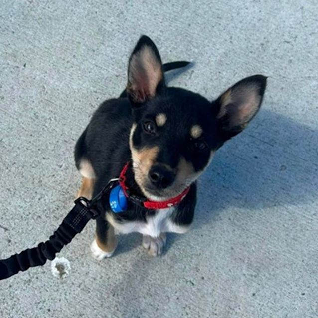 Photo of Roxy