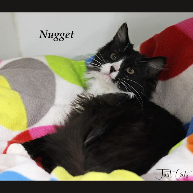Photo of Nugget