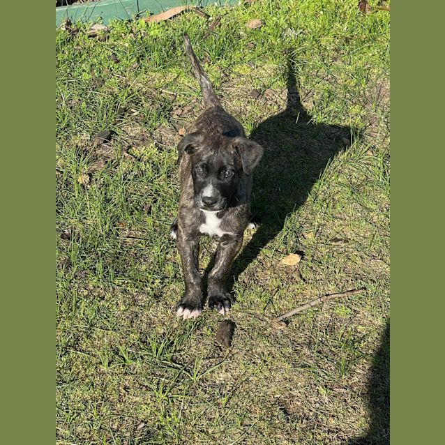 Photo of Bruno