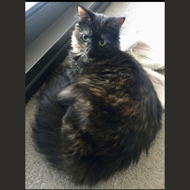 Photo of Saffron And Nutmeg   3 Year Old Domestic