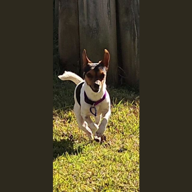 Photo of Reggie   3 Year Old Mini Foxy (Trial)