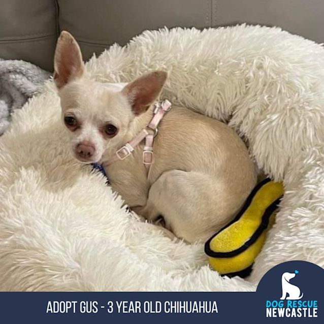 Photo of Gus   3 Year Old Chihuahua (Trial)