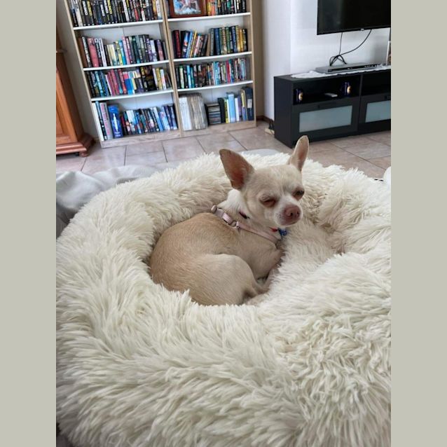 Photo of Gus   3 Year Old Chihuahua (Trial)