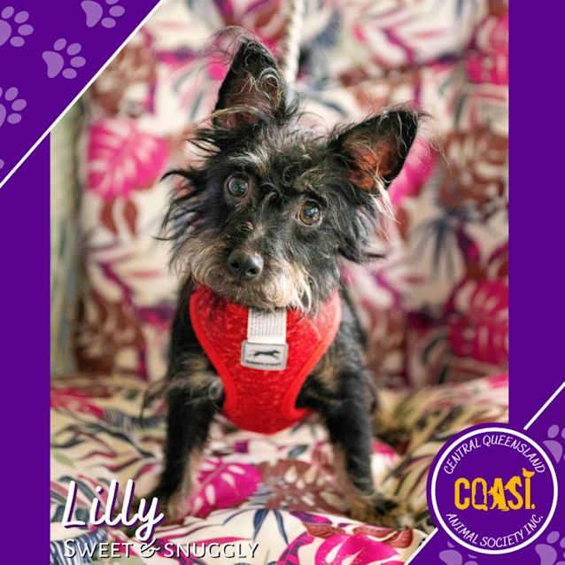Photo of Lilly