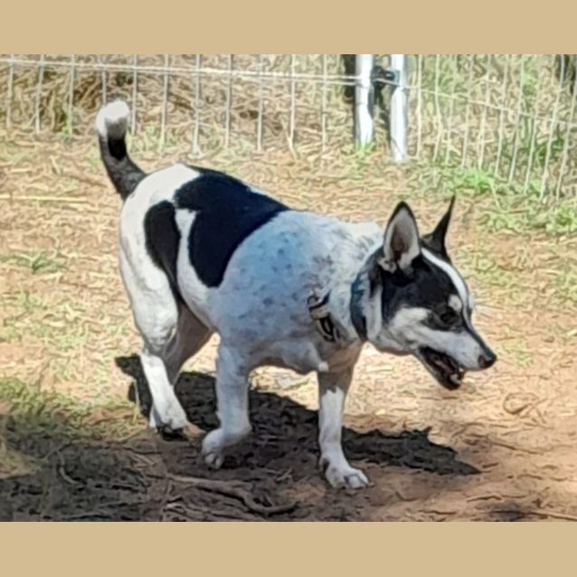 Photo of Spot