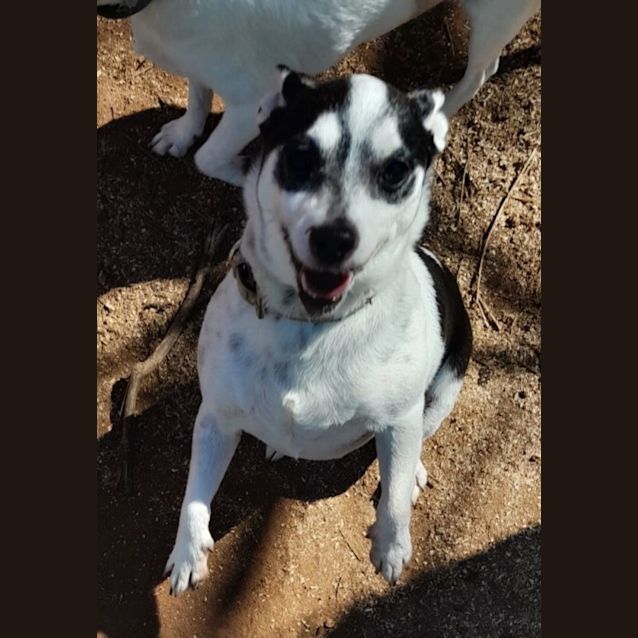 Photo of Spot