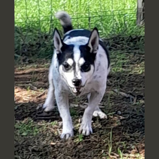 Photo of Spot
