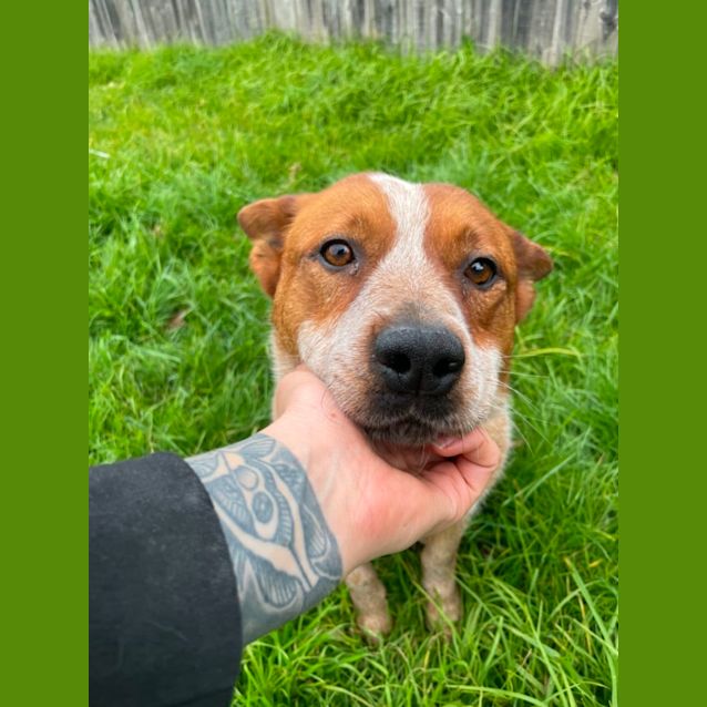 Satur Meet me Petstock Mornington Central 20/8 Medium Female Red