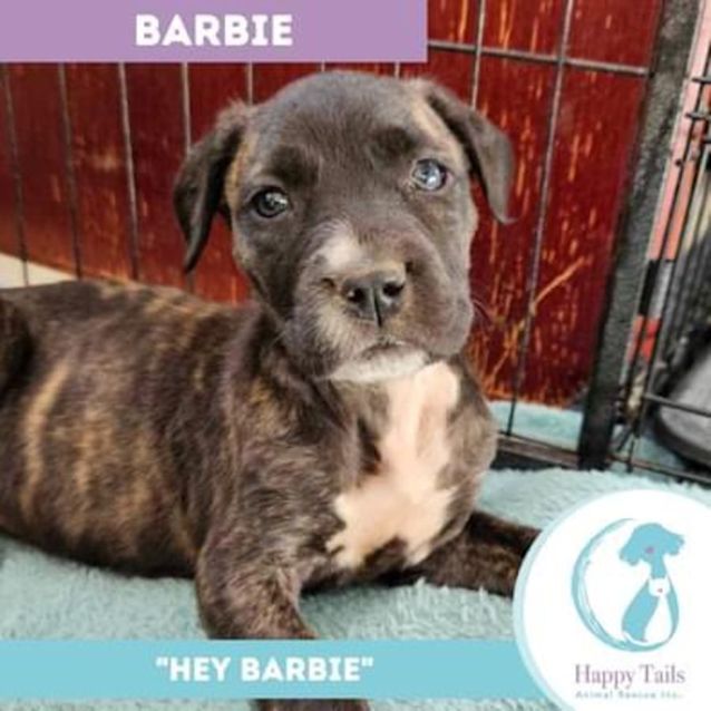 Photo of Barbie
