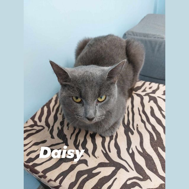 Photo of Daisy