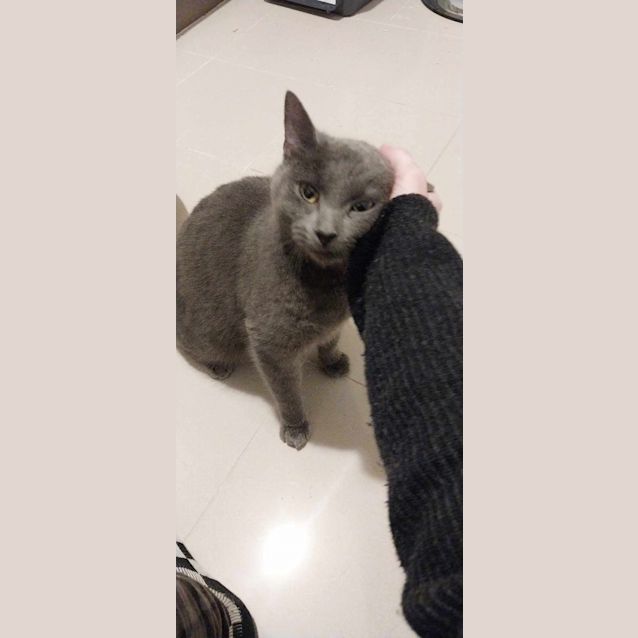 Photo of Daisy
