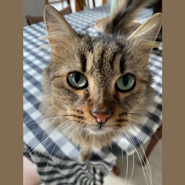 Photo of Lychee
