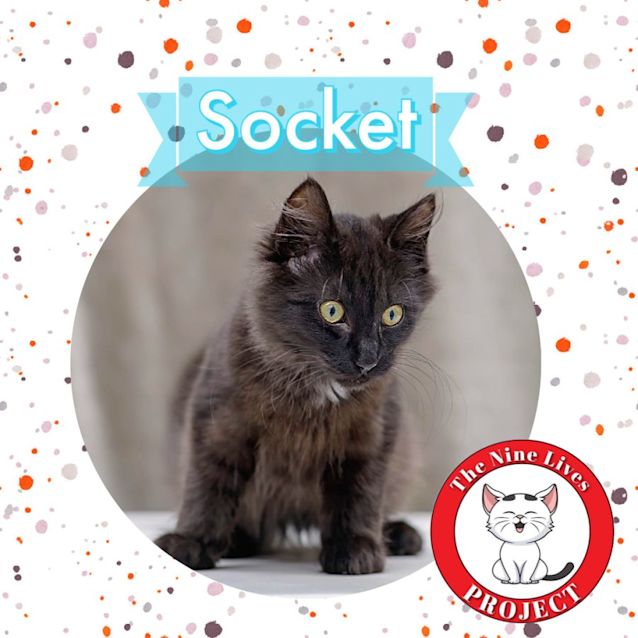 Photo of Socket *9 Lives Project Rescue*