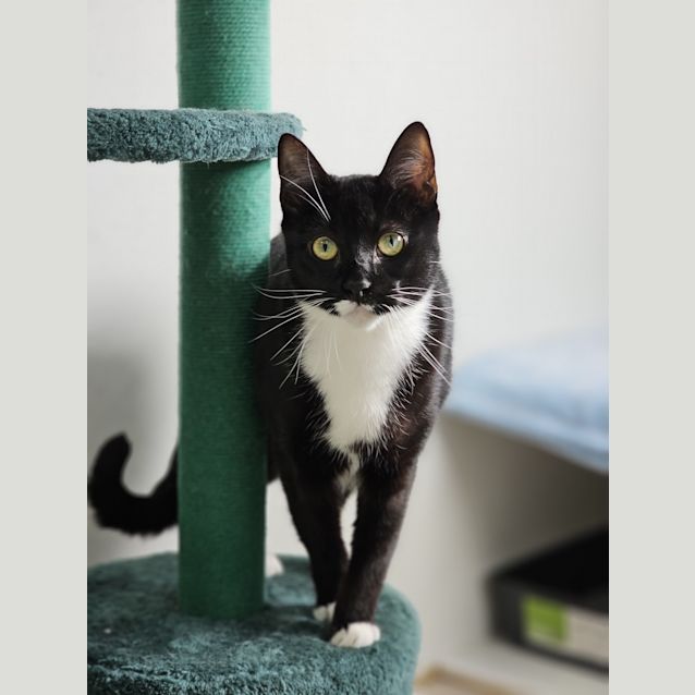 Photo of Tux