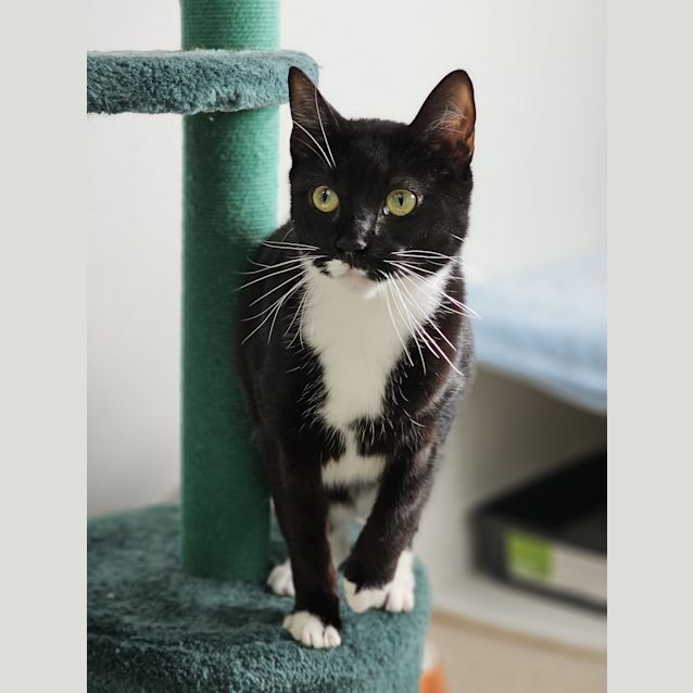 Photo of Tux
