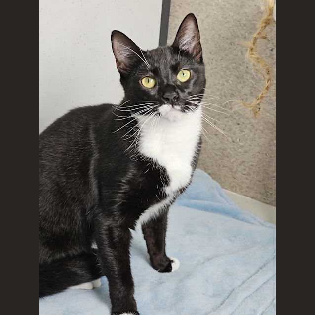 Photo of Tux