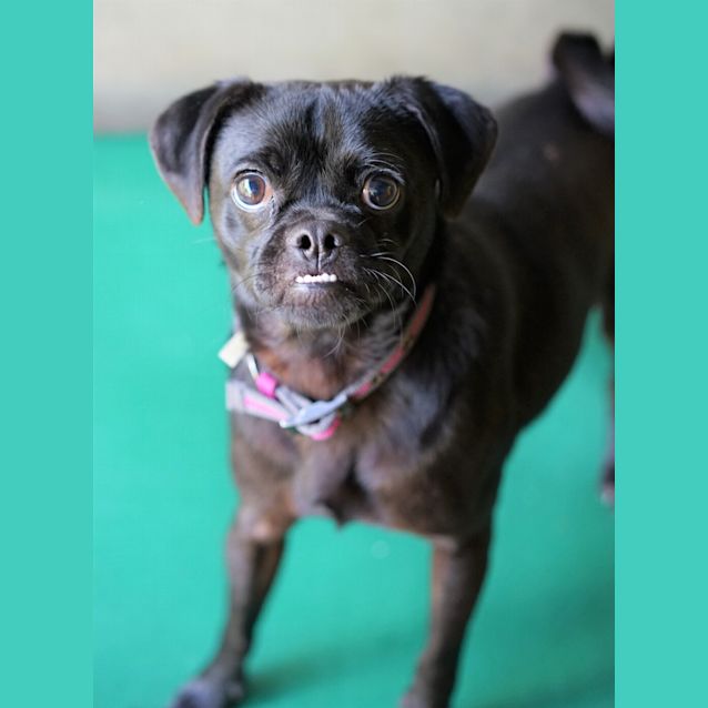 Photo of Pugsley