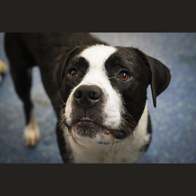 Photo of Bubba