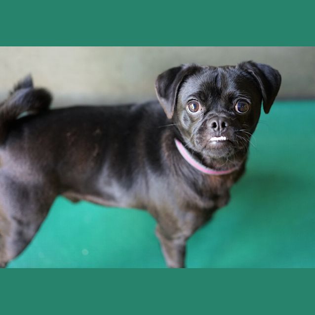Photo of Pugsley