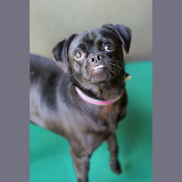 Photo of Pugsley