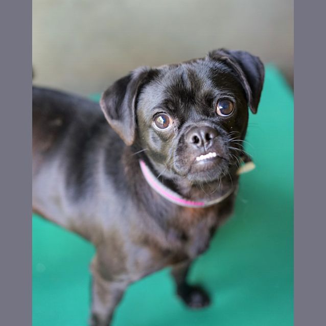 Photo of Pugsley