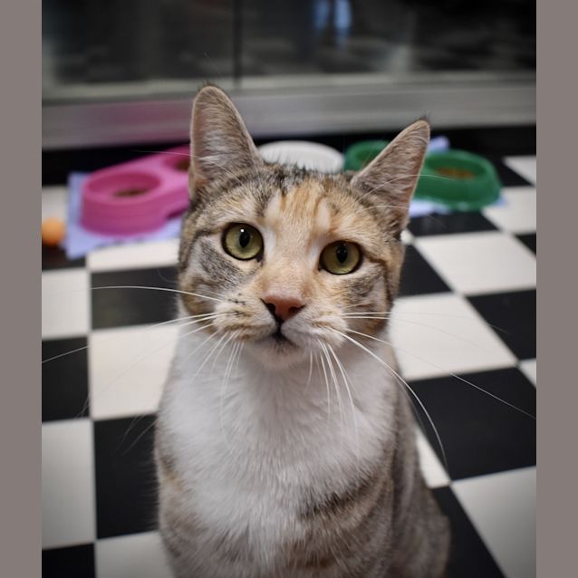 Photo of Pixie