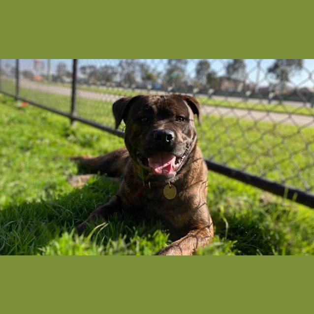 Photo of Sarge