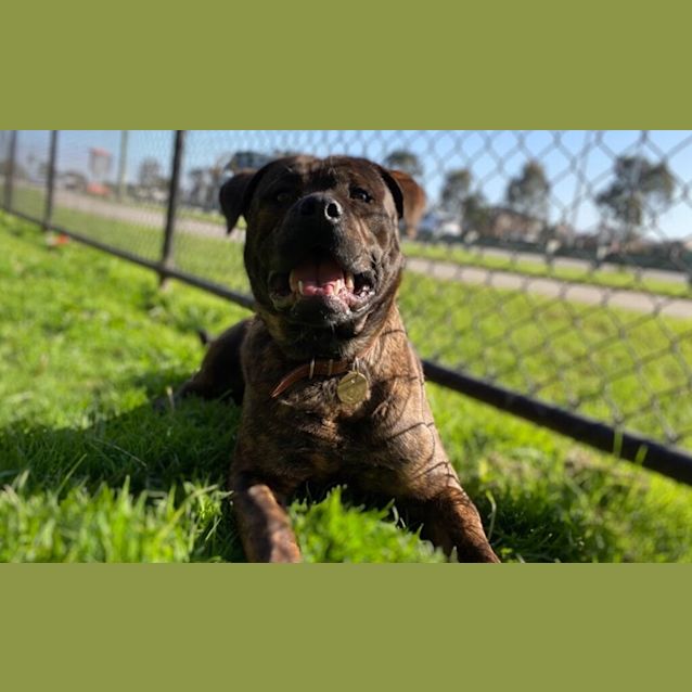 Photo of Sarge