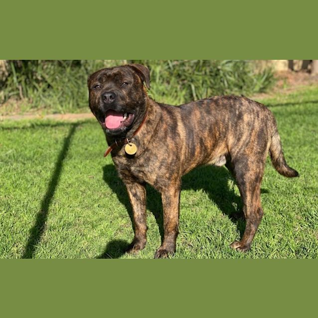 Photo of Sarge