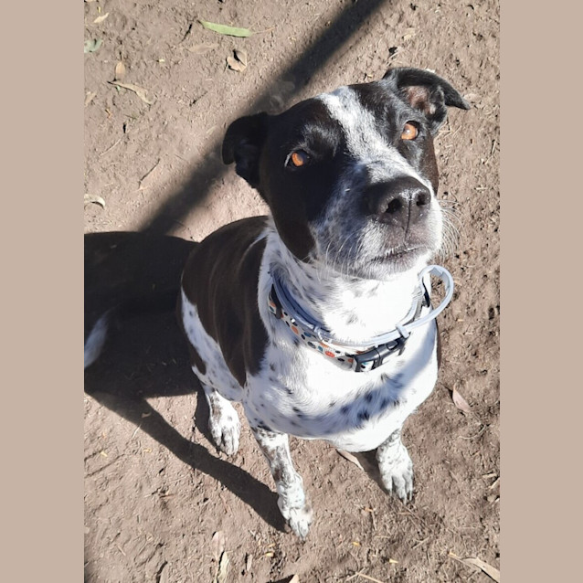 Photo of Rosie