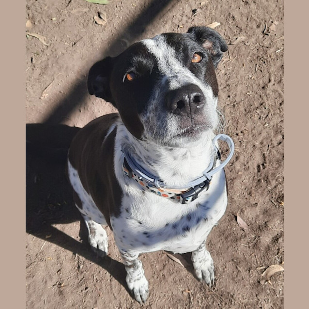 Photo of Rosie