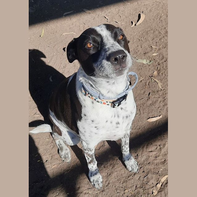 Photo of Rosie