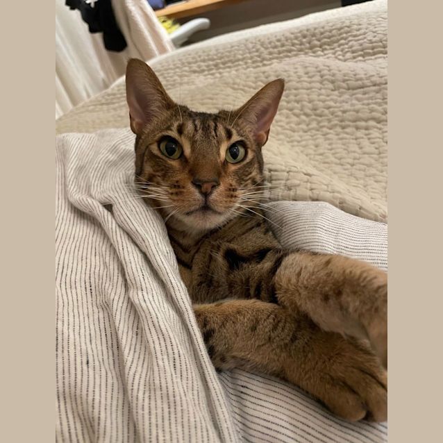 Photo of Simba