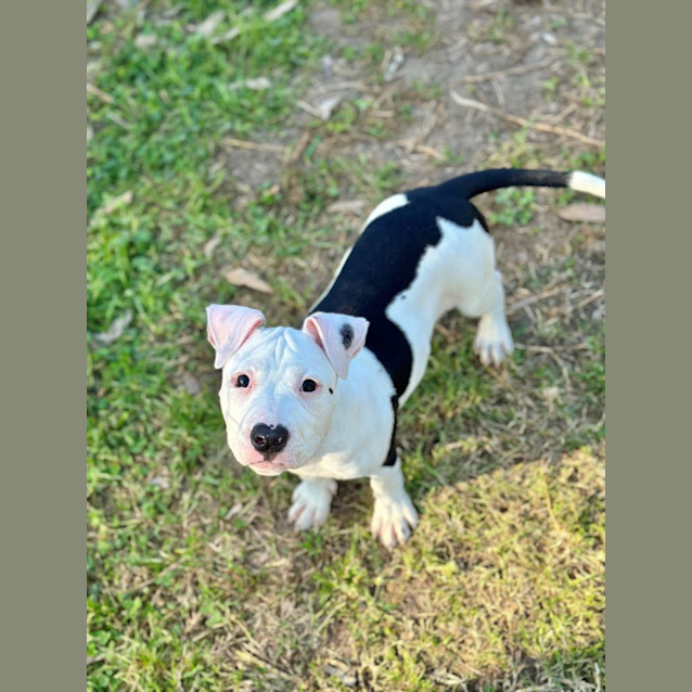 Photo of Beretta