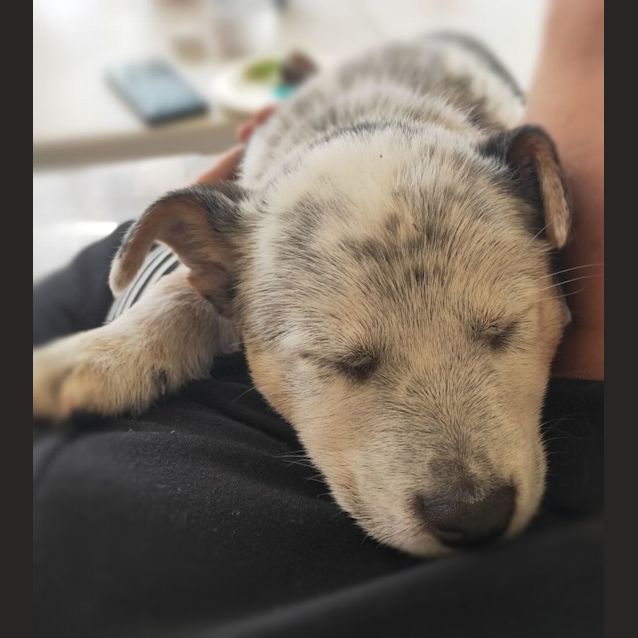 Photo of Tofu   9 Week Old Border Collie X Cattle Dog (Hold