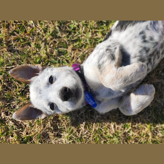 Photo of Tofu   9 Week Old Border Collie X Cattle Dog (Hold