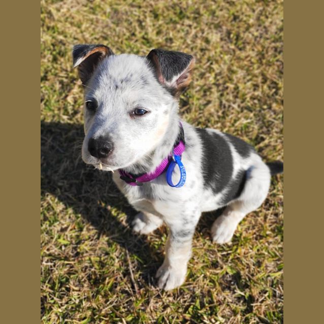 Photo of Tofu   9 Week Old Border Collie X Cattle Dog (Hold