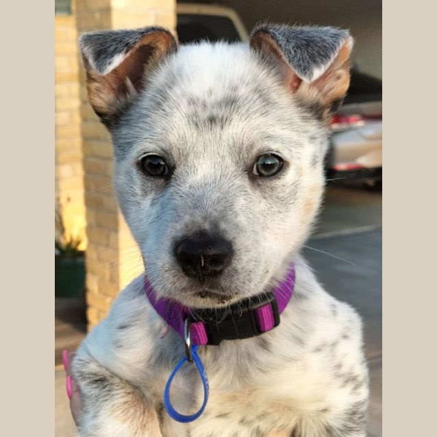 Photo of Tofu   9 Week Old Border Collie X Cattle Dog (Hold