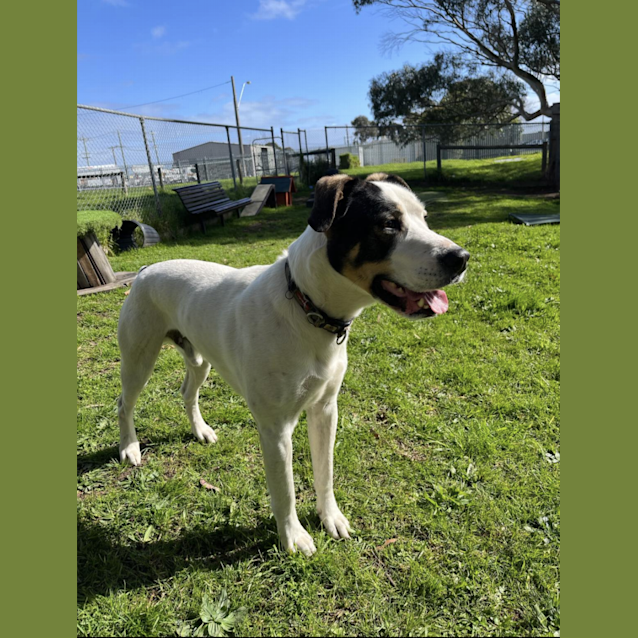 Photo of 🐶 George C04516 🐶