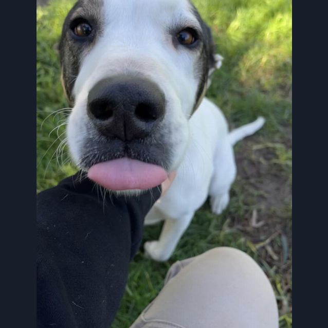 Photo of 🐶 George C04516 🐶