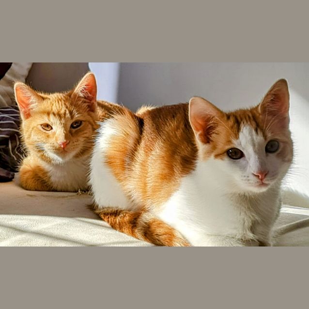 Photo of Miel & Caramel