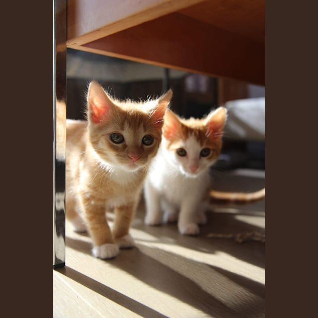 Photo of Miel & Caramel