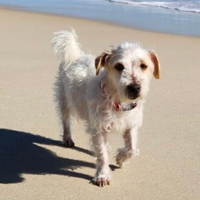 Photo of Little Lucky 