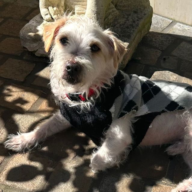 Photo of Little Lucky 