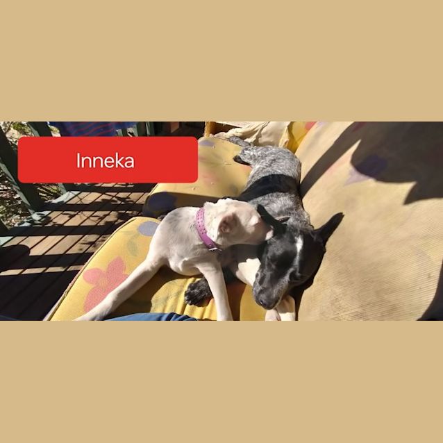 Photo of Inneka