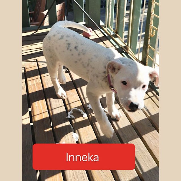 Photo of Inneka